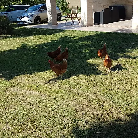 La Cicala Carassai